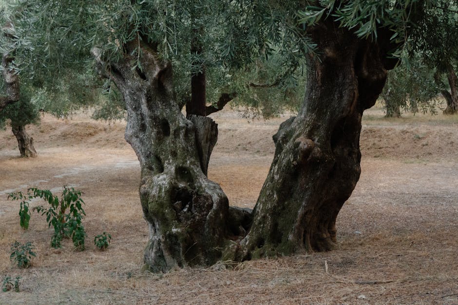 Ancient olive trees in a serene grove in Zakynthos, Greece