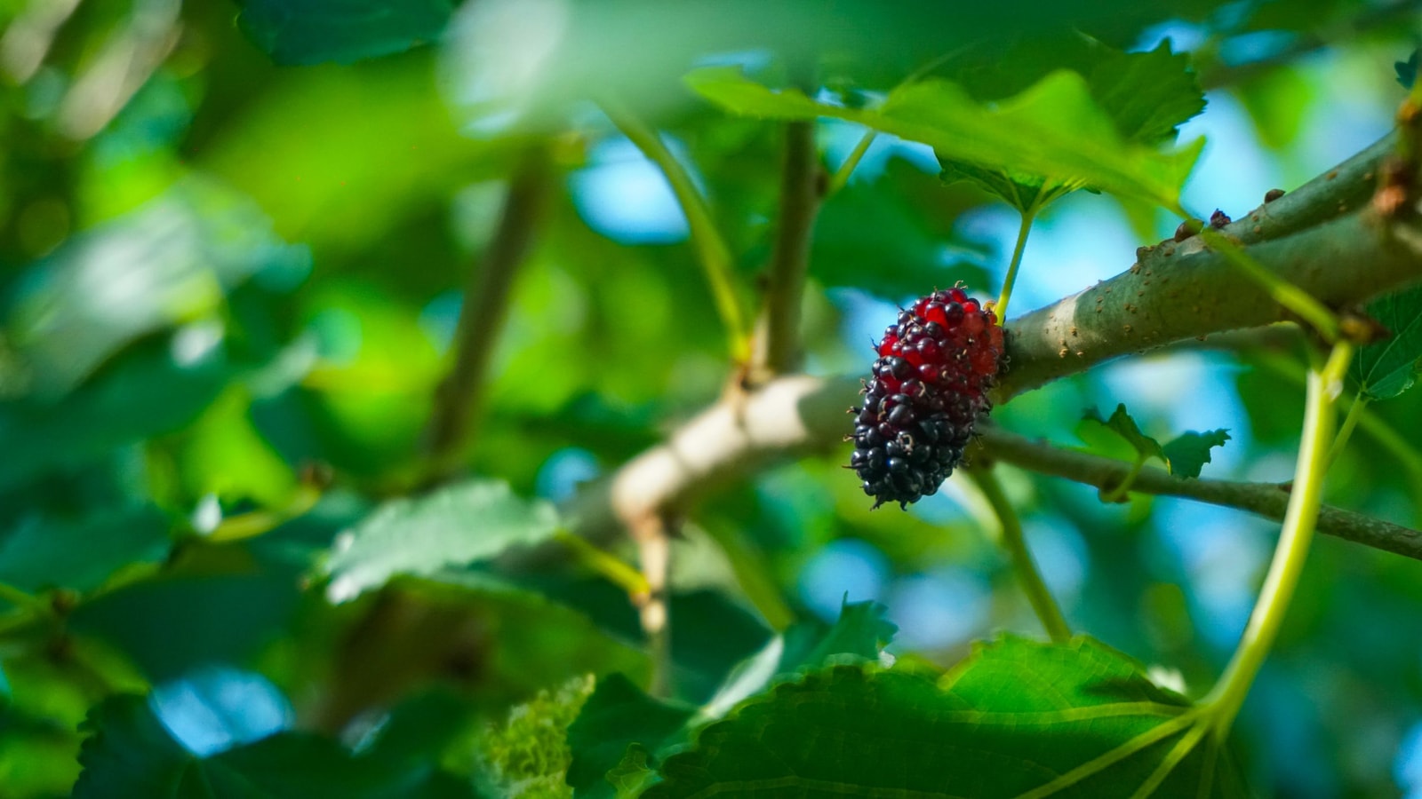 Green and red mulberries ripening on a sunlit branch