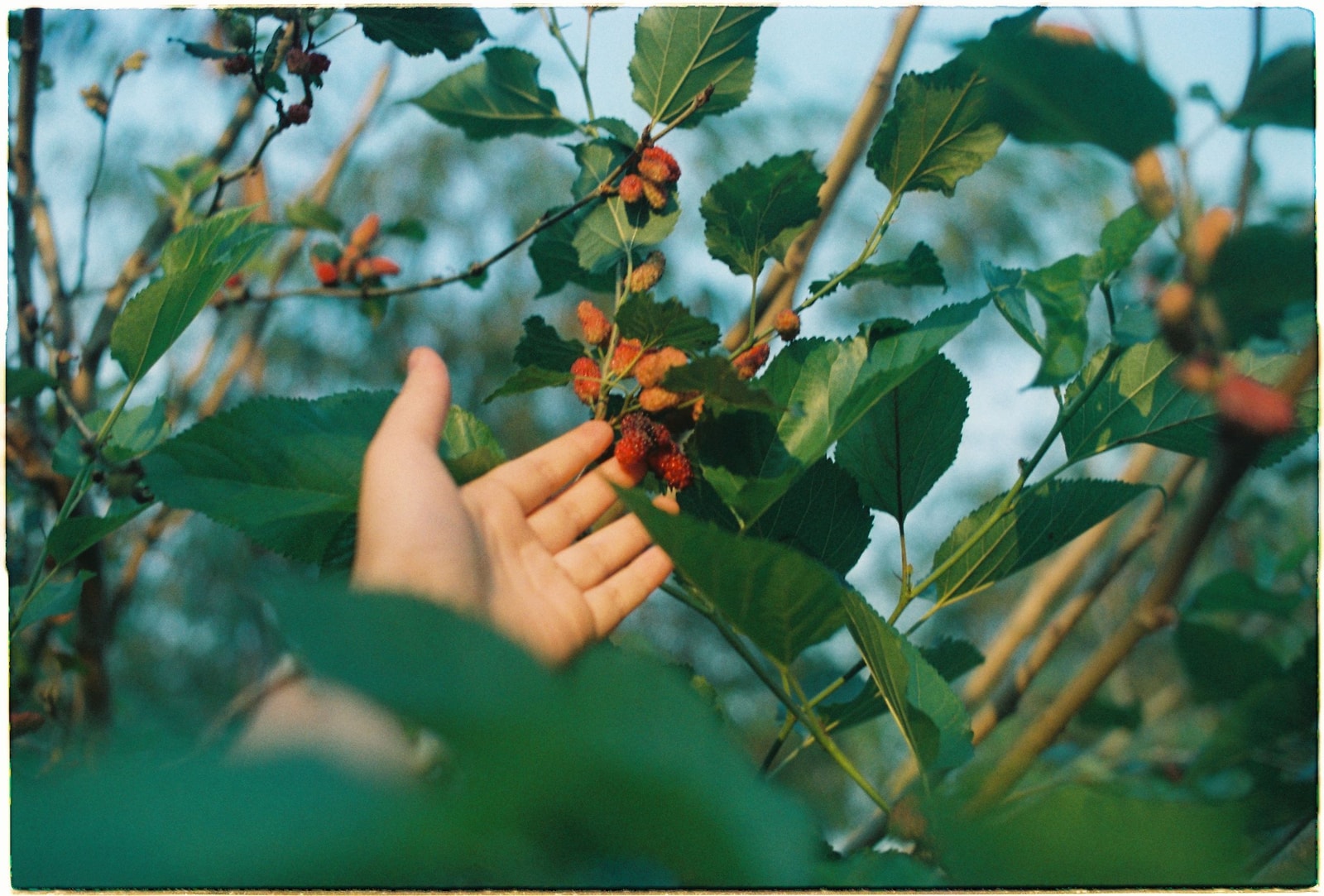 A hand reaching for ripe dark mulberries on the tree