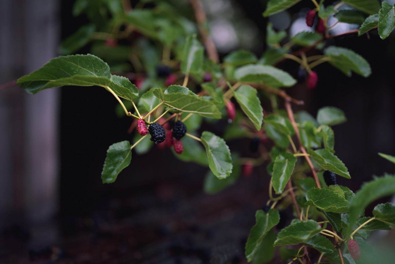 A mature mulberry tree heavy with dark purple ripening fruit, with fallen berries staining the ground beneath it
