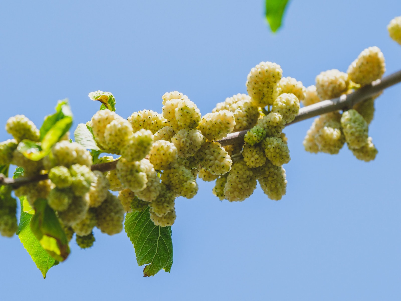Pale white mulberries hanging on a branch