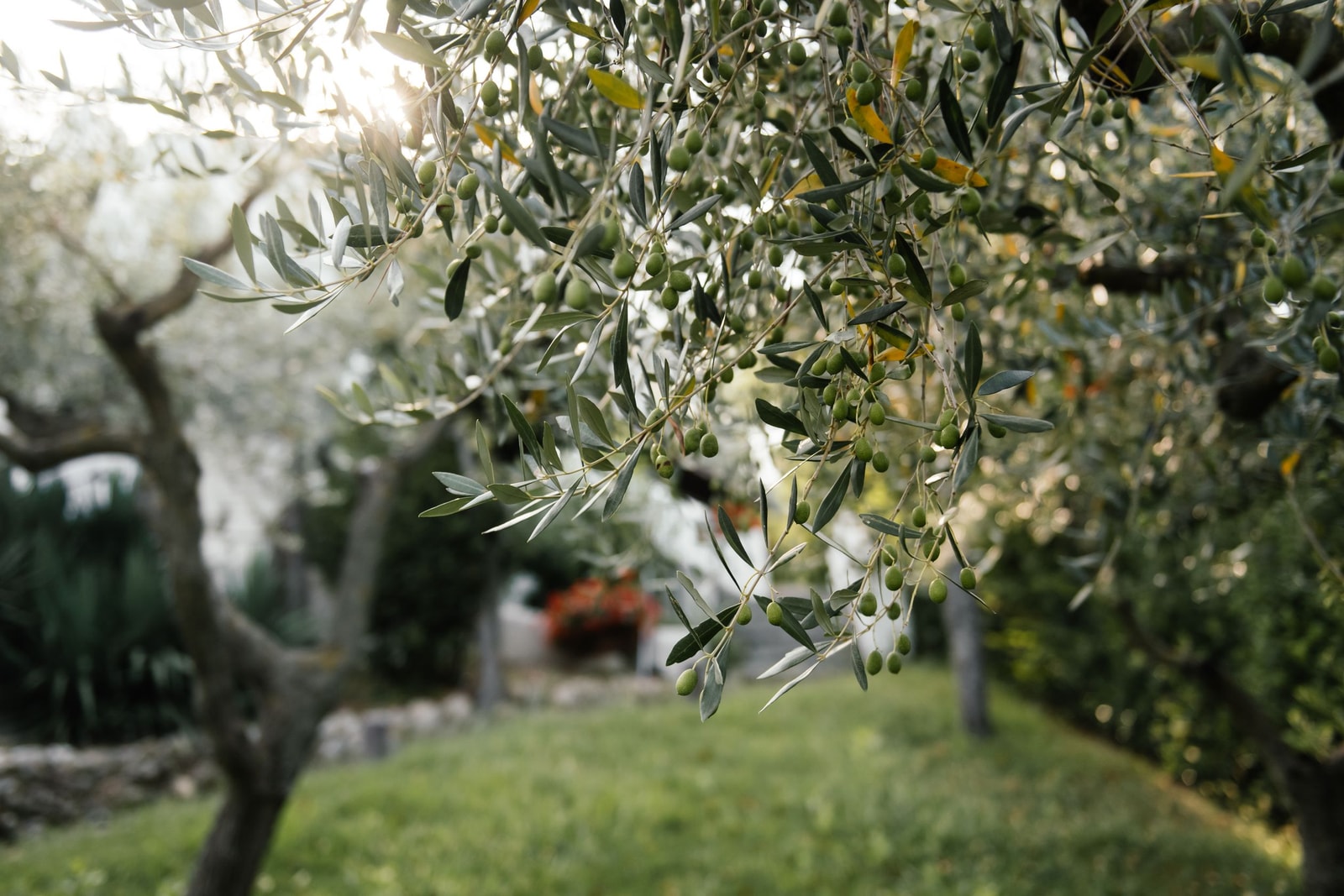 Sunlit silver-green olive tree foliage