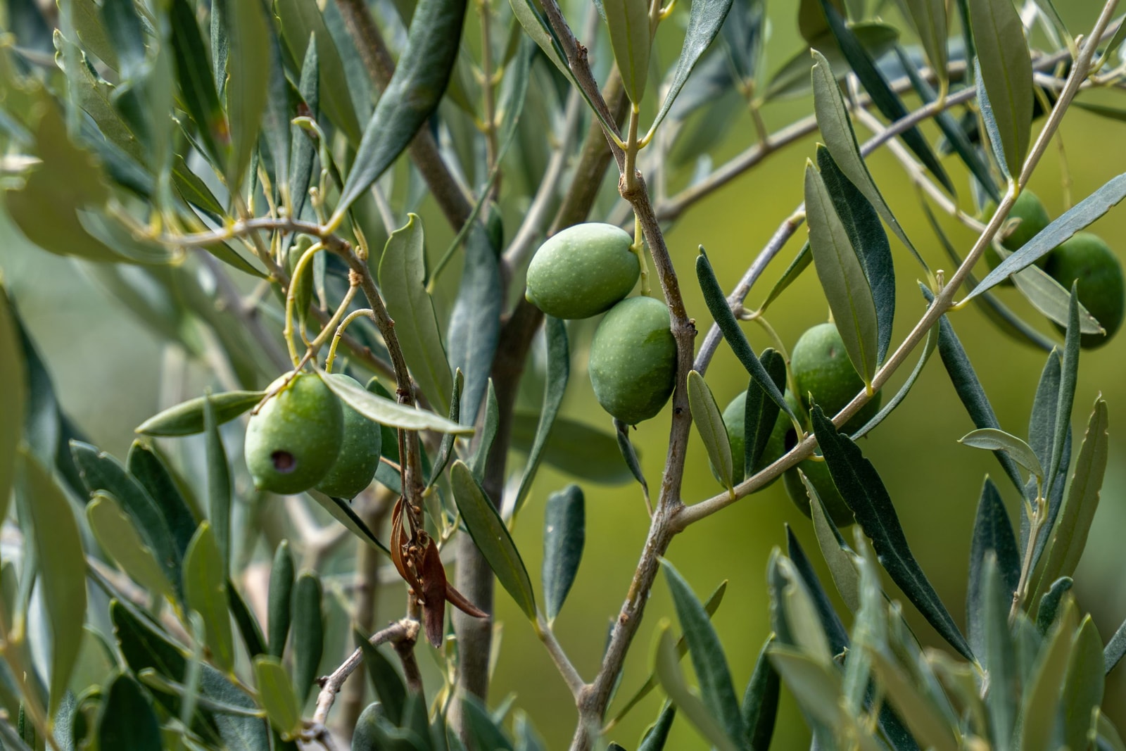 Green olives ripening on a branch