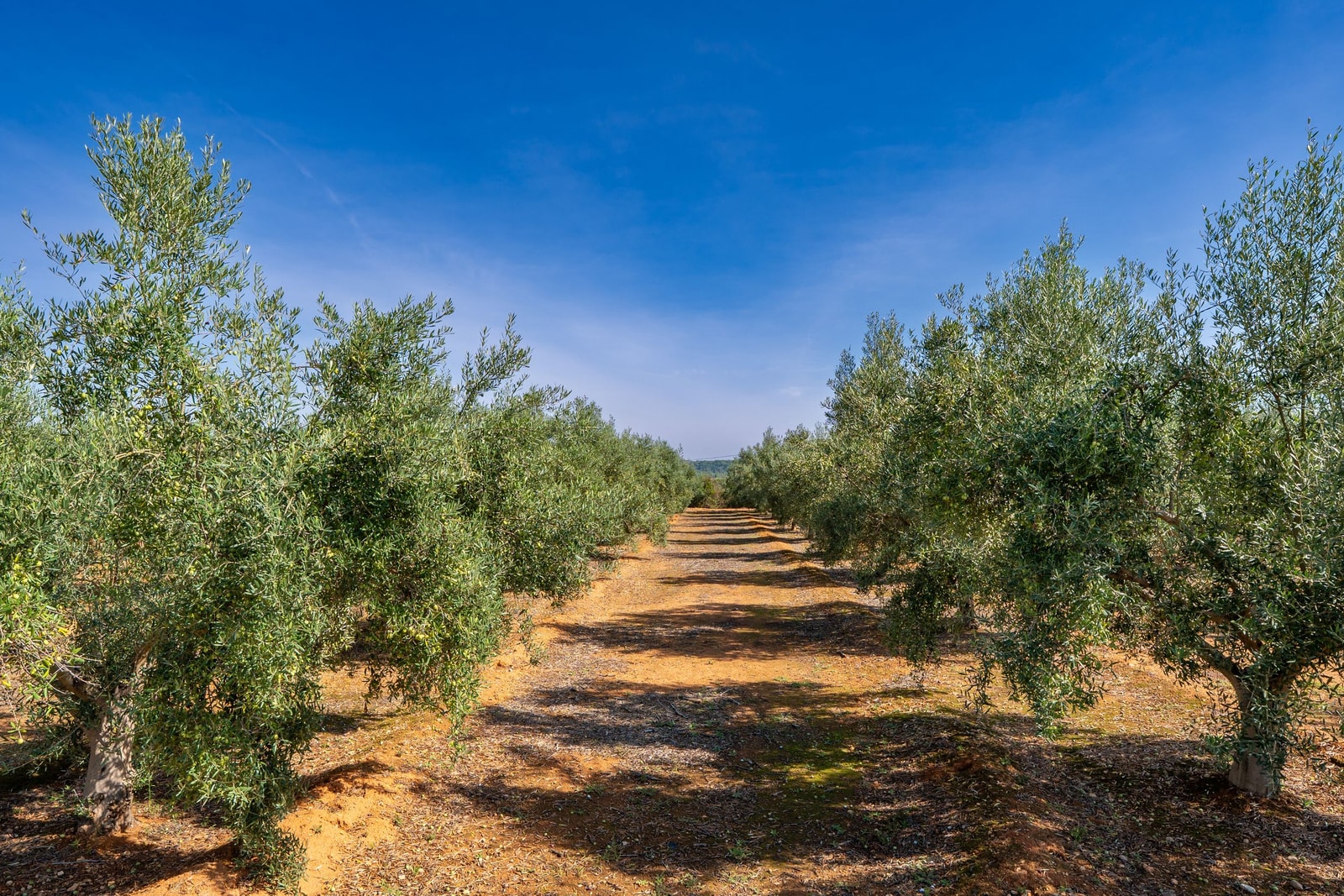 Silvery evergreen olive grove, a classic drought-tolerant evergreen tree