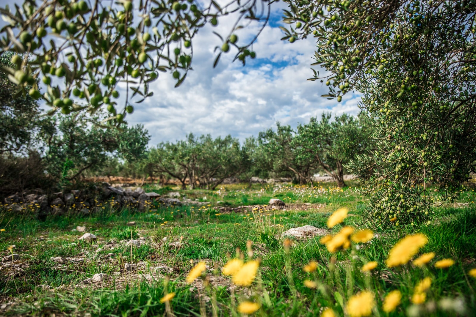 Mature olive tree with silvery gray-green leaves and a gnarled trunk in a sunny yard