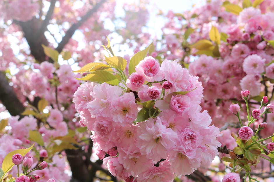 Full double pink cherry blossoms in spring bloom