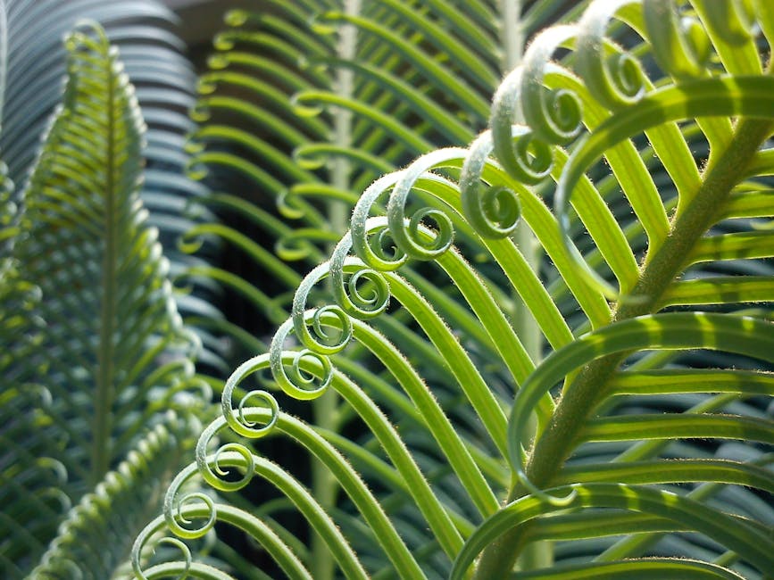 Tightly curled cycad fronds unfurling in bright sunlight showing the plant's ancient leaf structure