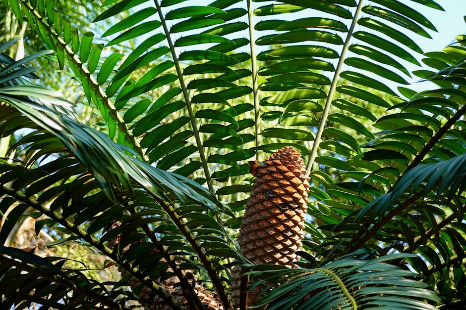Mature cycad with a thick trunk and large cone rising above dense green fronds in a garden