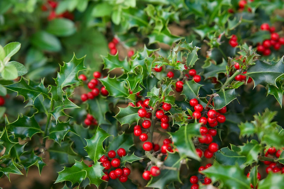 Holly bush with glossy green leaves and clusters of bright red winter berries