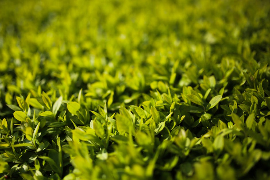 Close-up of dark green privet hedge leaves showing the dense, glossy foliage pattern