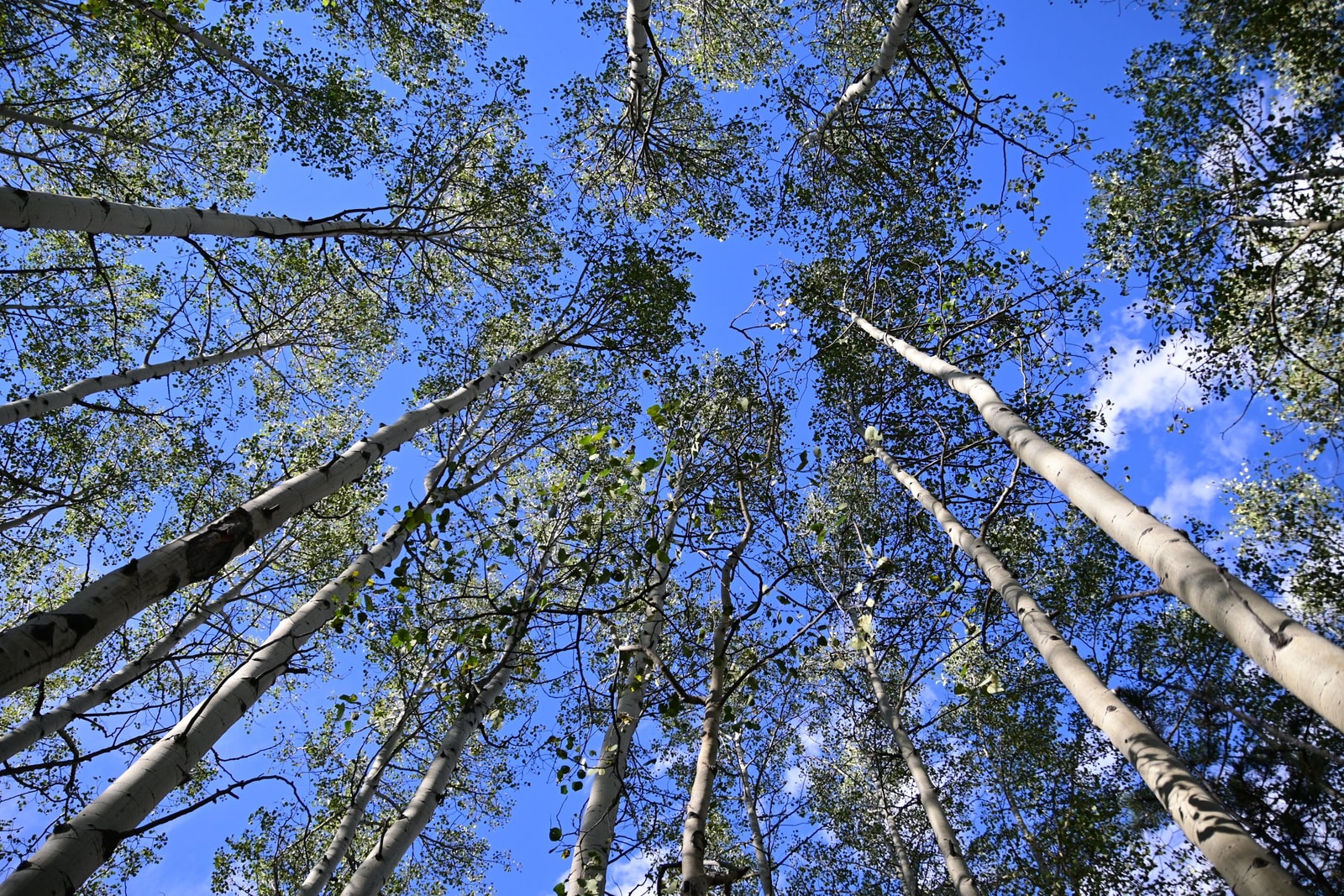 Looking up through tall white aspen trunks to a blue sky