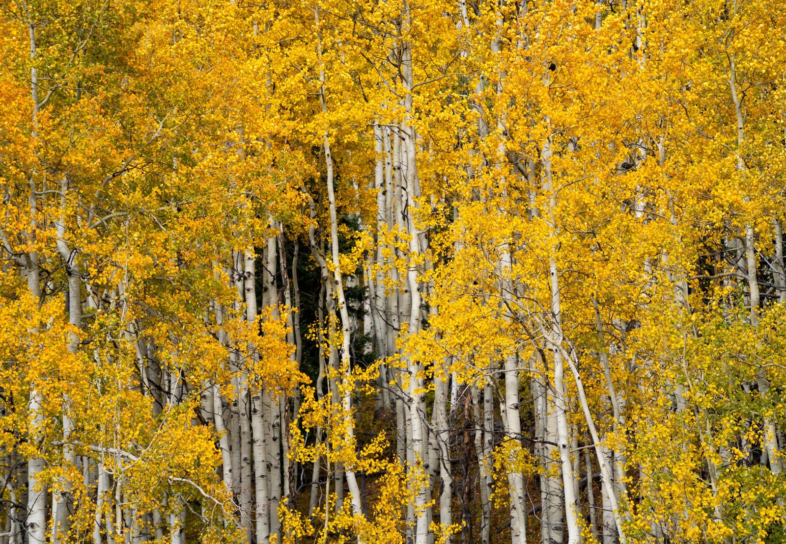 Dense quaking aspen foliage turned autumn gold