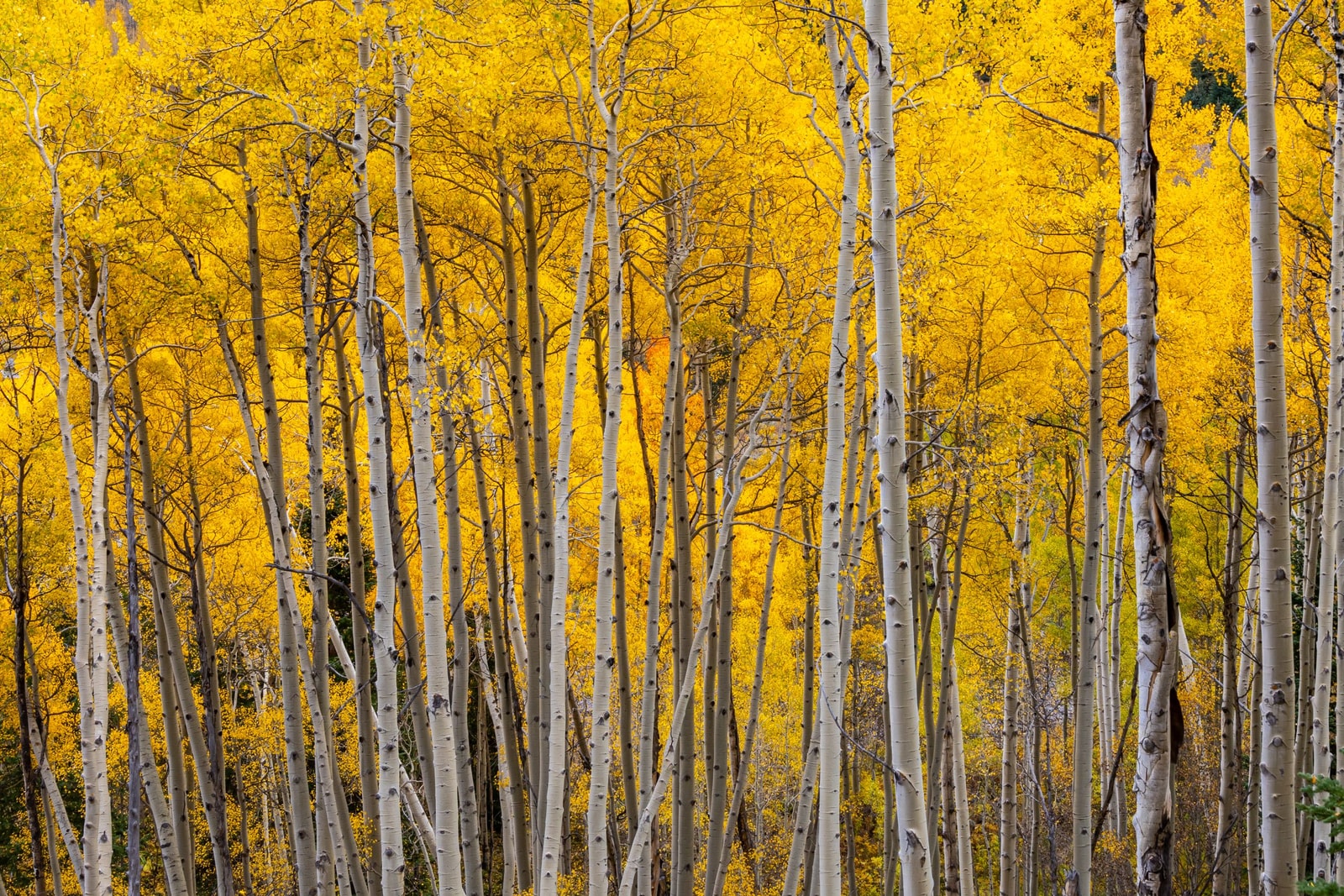 A grove of quaking aspens in full golden fall color