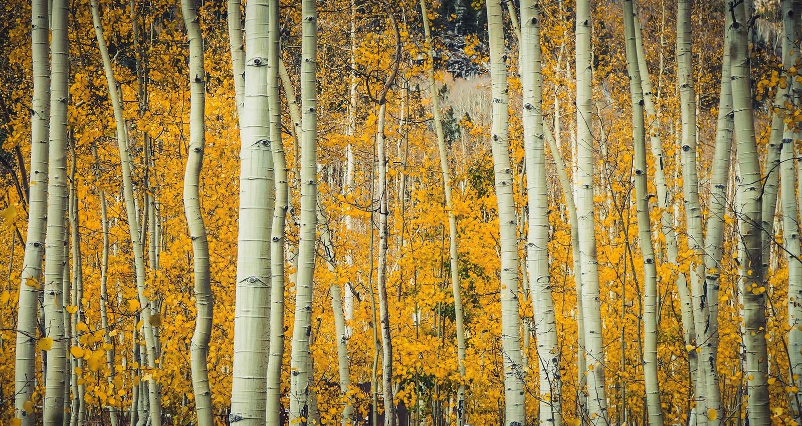 A grove of white-barked quaking aspens with fluttering yellow fall leaves against a mountain sky