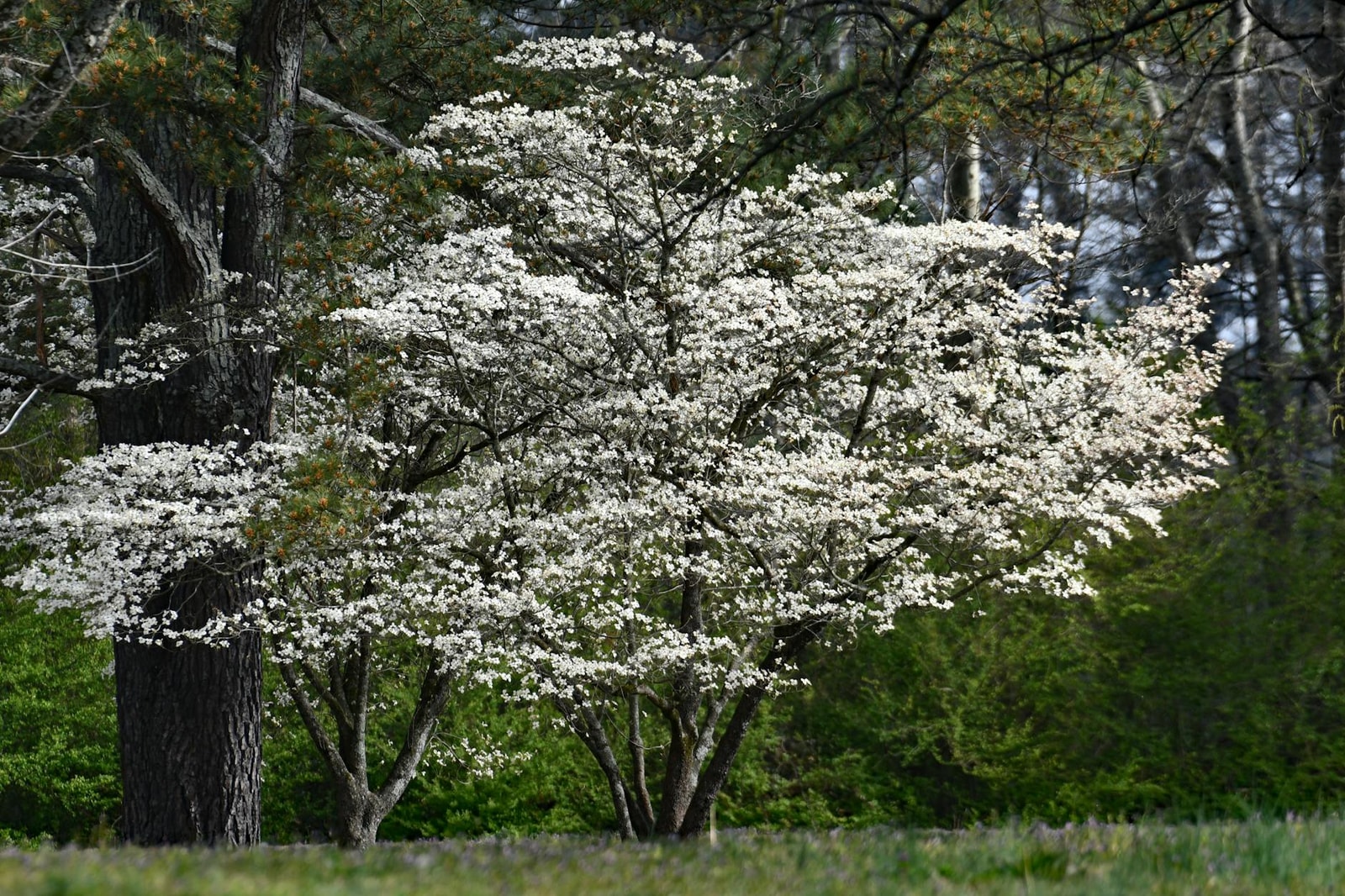 White Kousa dogwood tree blooming in a park setting during spring