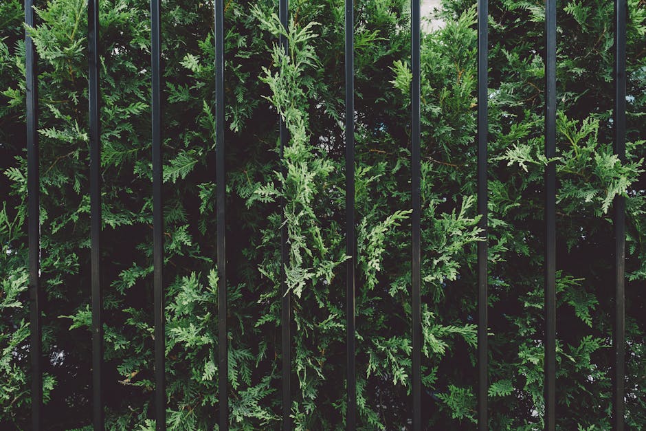 Dense green shrubs growing along a privacy fence line