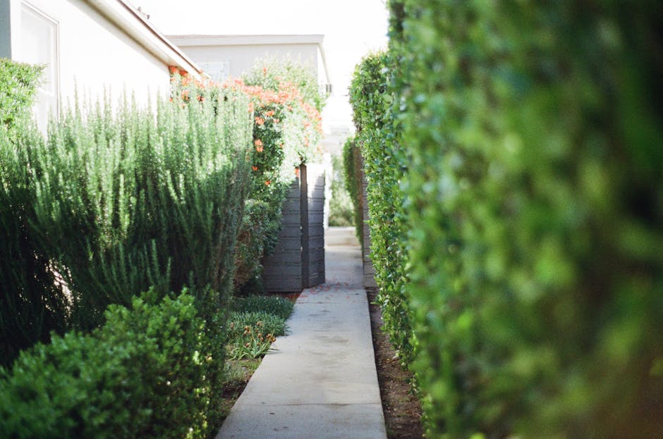 Tall green hedge shrubs lining a garden pathway for privacy screening