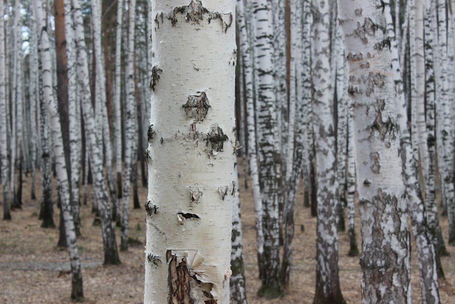 Birch forest with distinctive white peeling bark on tall trunks