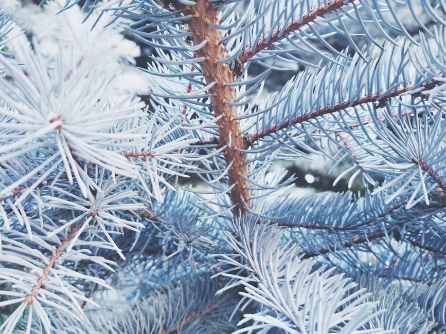 Blue spruce needles covered in frost on a branch
