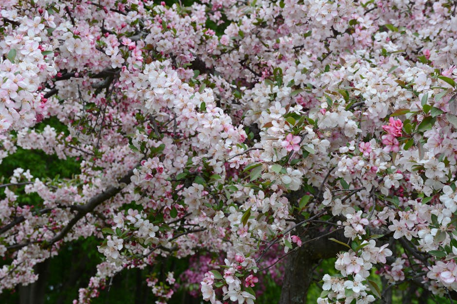Crabapple tree in full bloom with clusters of pink and white flowers