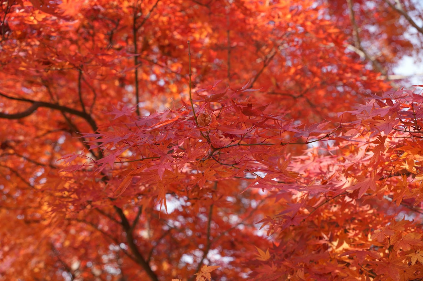 Japanese maple tree with delicate green leaves in a garden setting