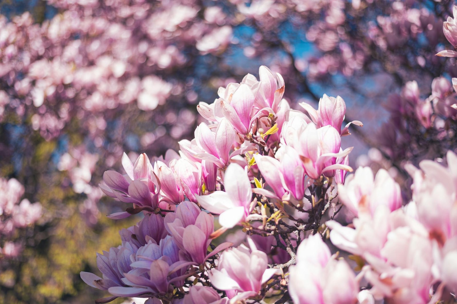 Magnolia tree with large spring blossoms