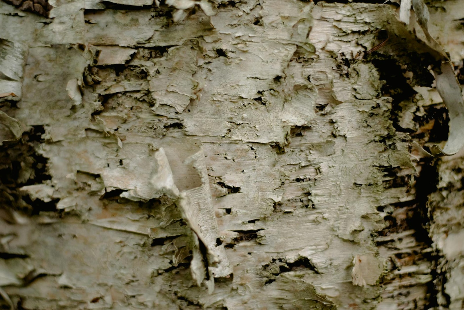 River birch tree with peeling bark
