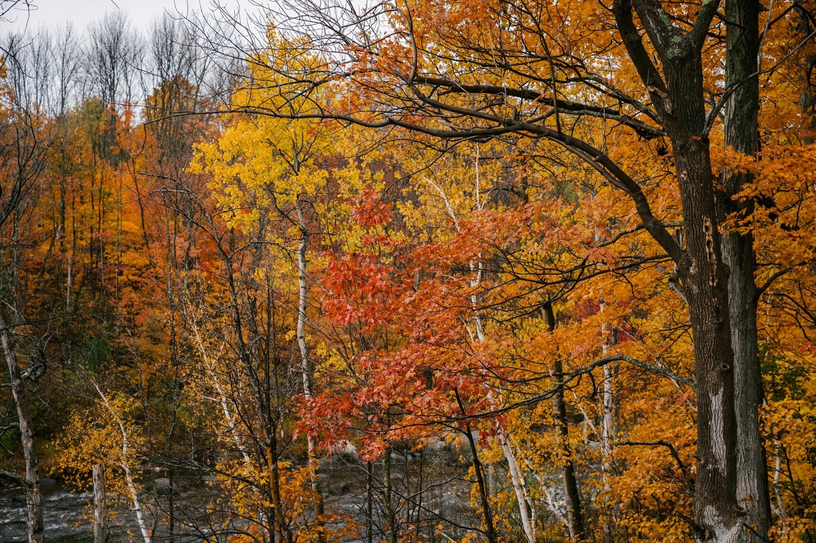 Vibrant red and orange maple leaves in autumn sunlight