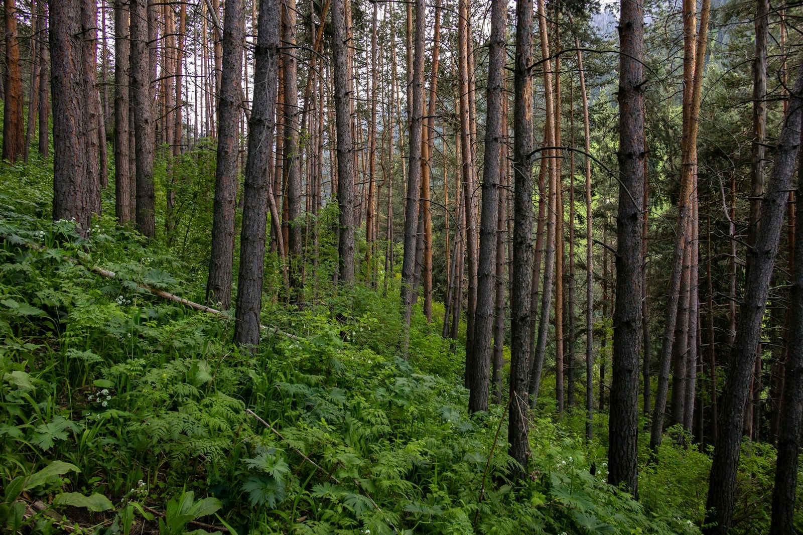 White pine trees in a dense forest setting