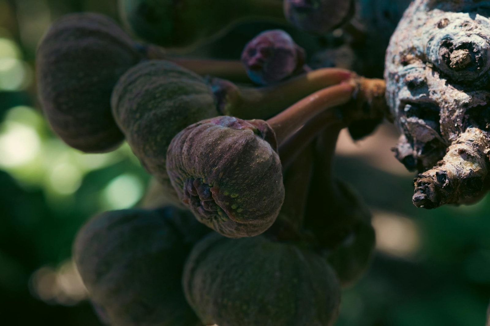 Fig tree with ripe fruit in a garden