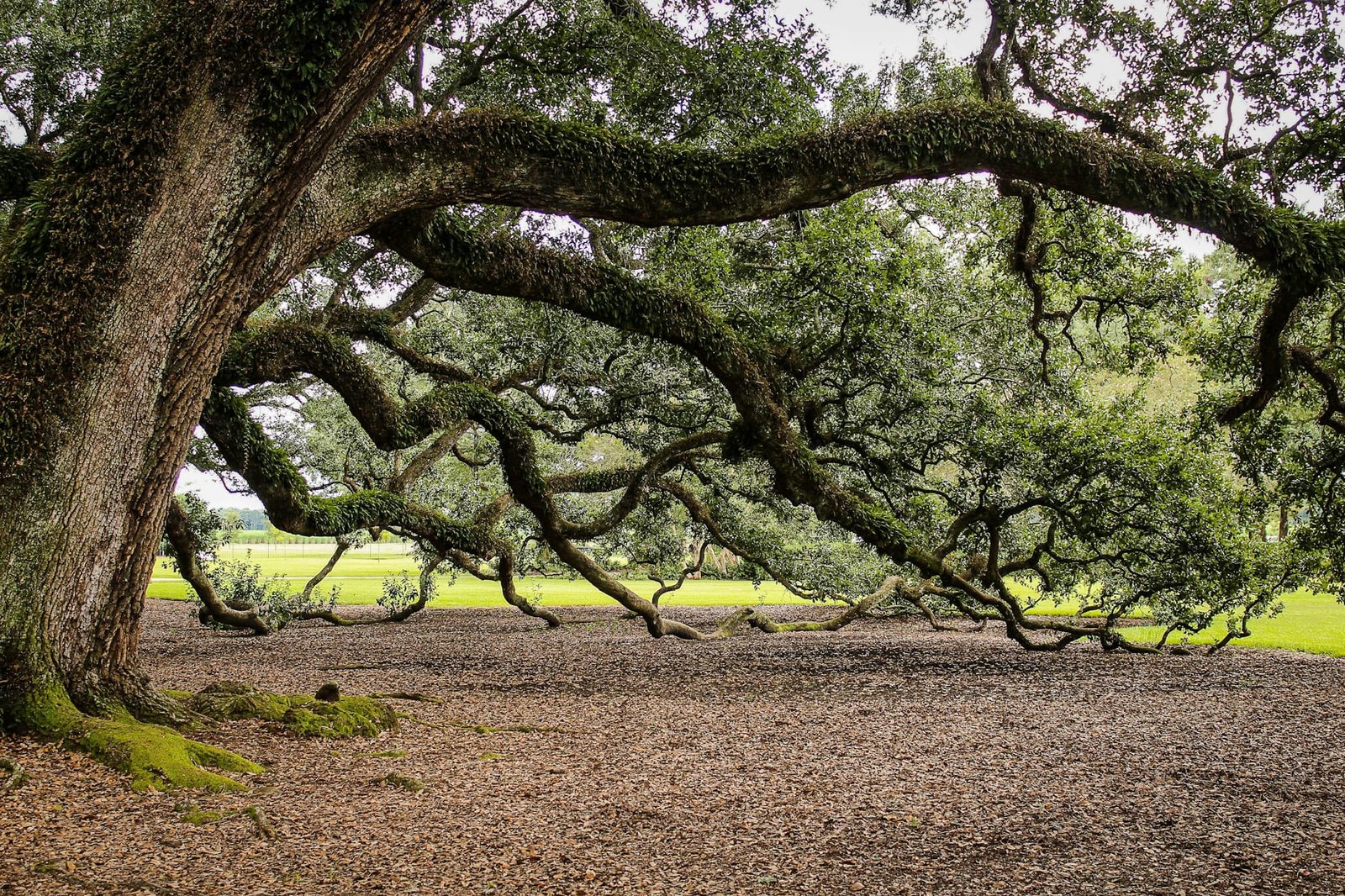 Pecan tree with spreading canopy