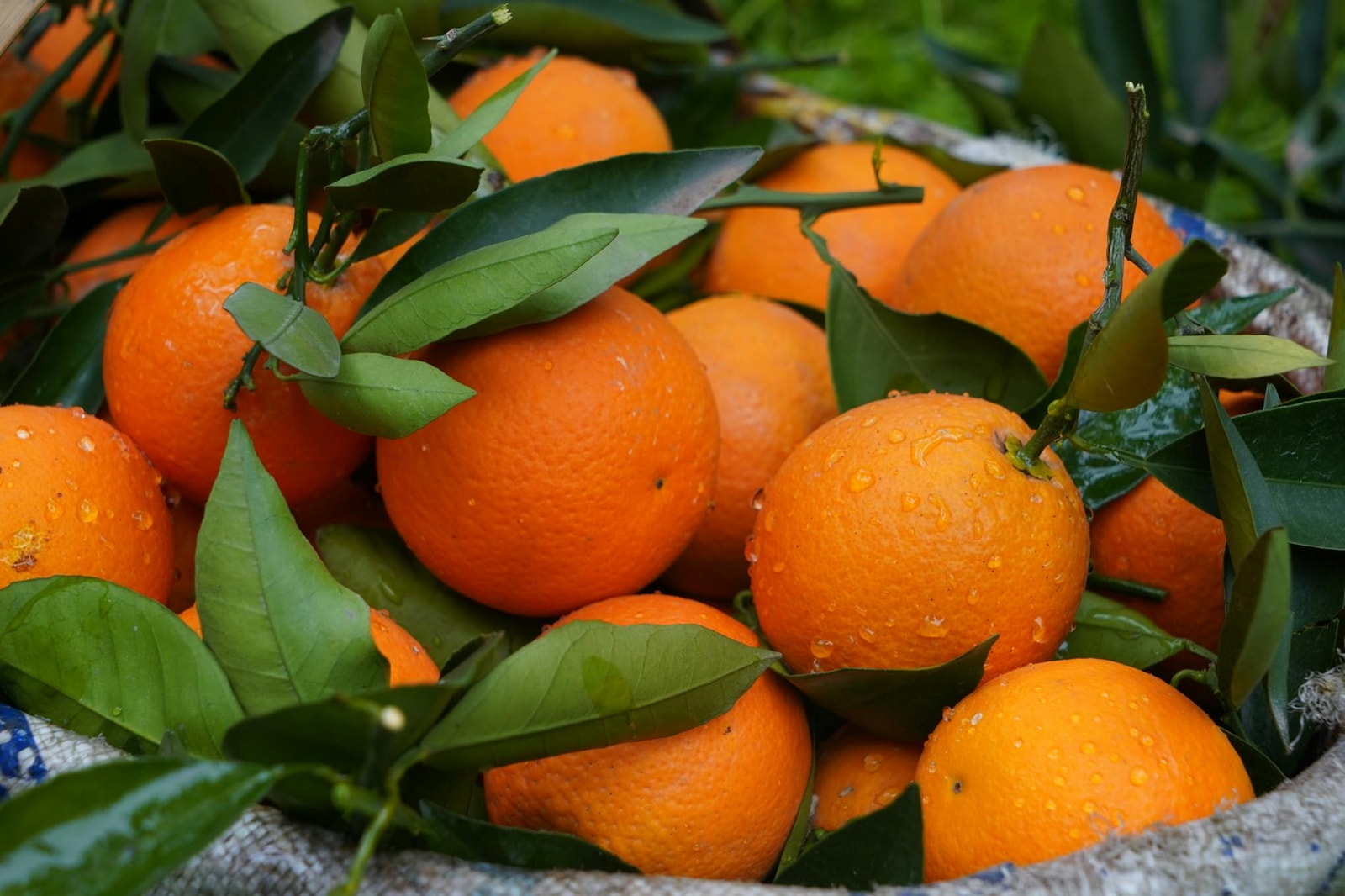 Citrus orange tree with ripe fruit