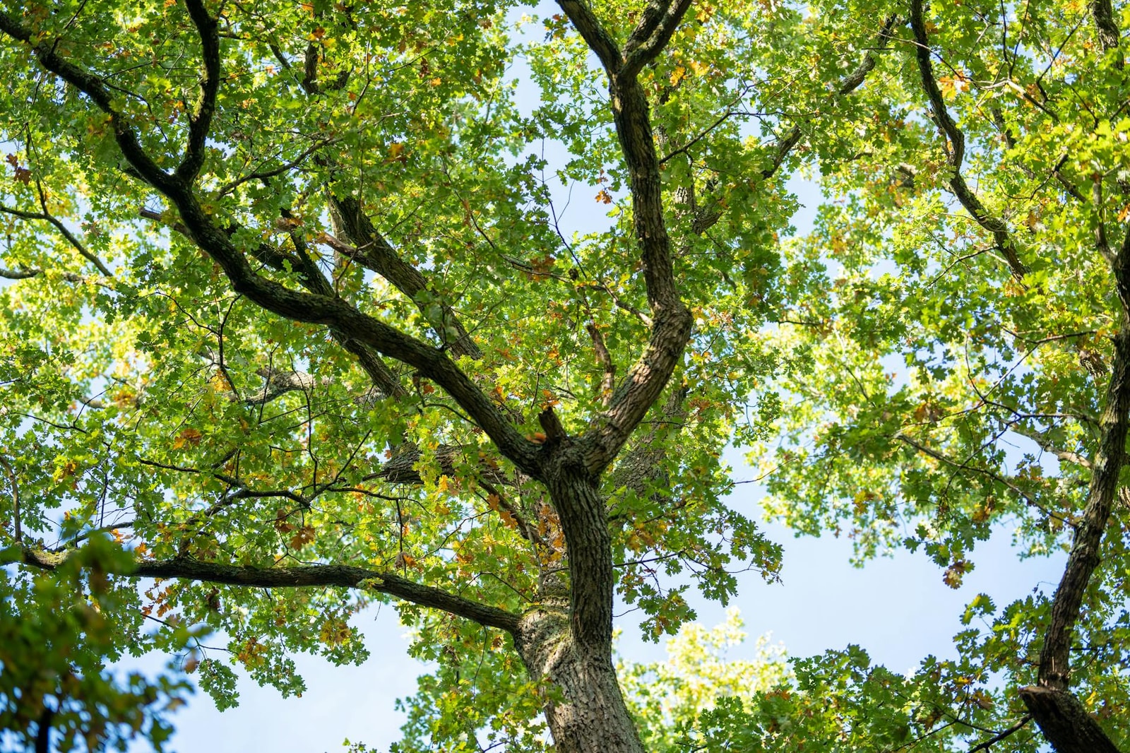 Live oak tree with wide spreading canopy