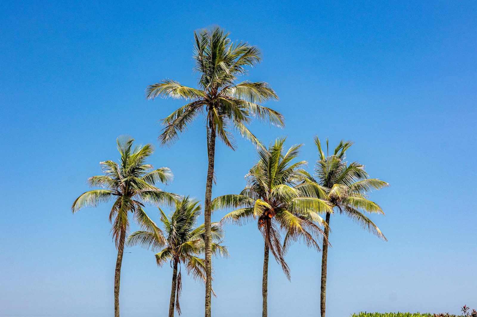 Palm trees against a blue sky in a tropical landscape