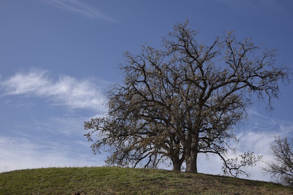 Blue oak tree standing alone on a golden California hillside