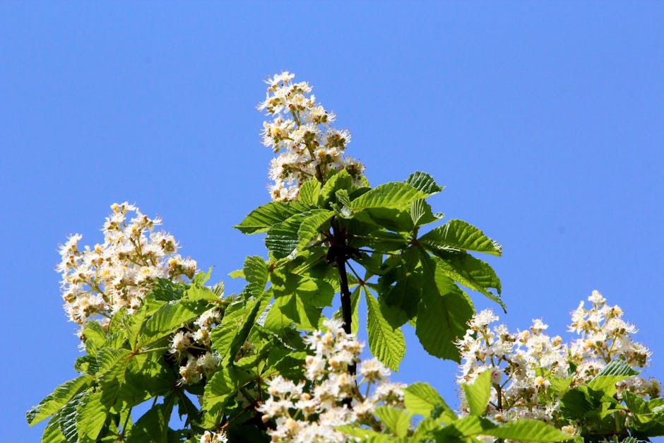 White flower spikes blooming on a buckeye tree against a clear blue sky