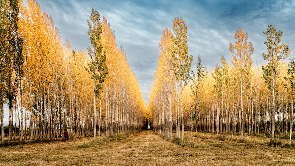 Tall cottonwood trees with brilliant golden fall foliage along a river
