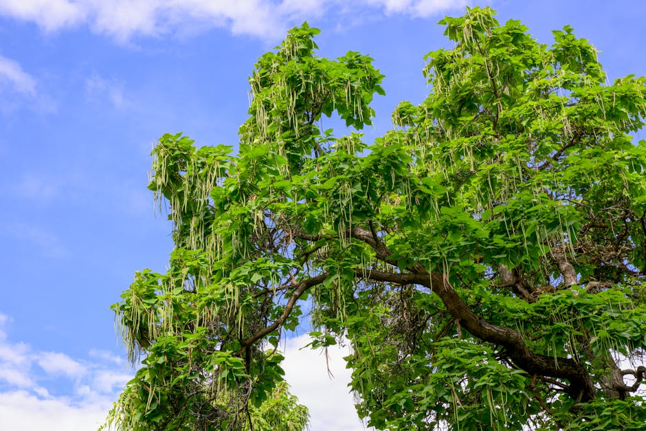Catalpa tree with large heart-shaped leaves and long dangling seed pods