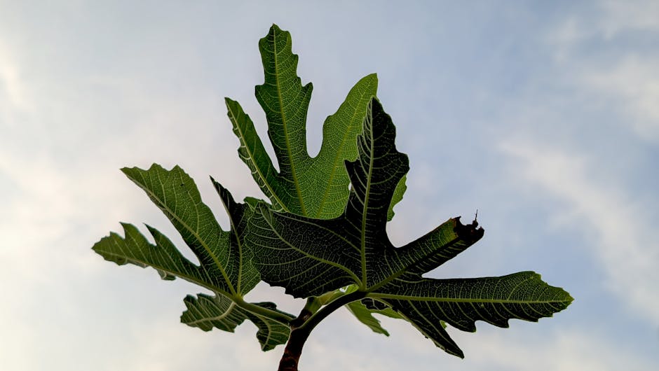 Large deeply-lobed fig tree leaves against a clear blue sky