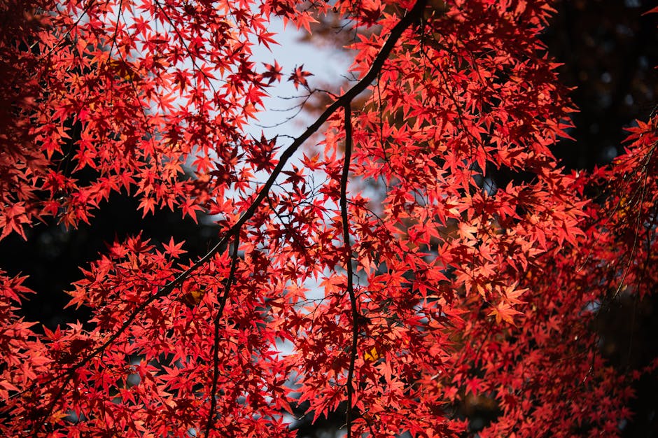 Japanese maple with brilliant red leaves backlit by autumn sunlight