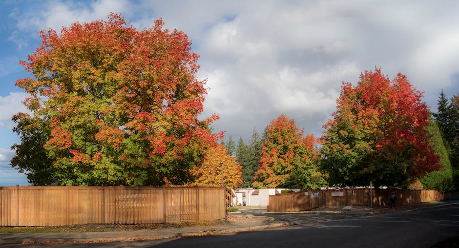 Colorful maple trees with vibrant autumn foliage in a suburban neighborhood