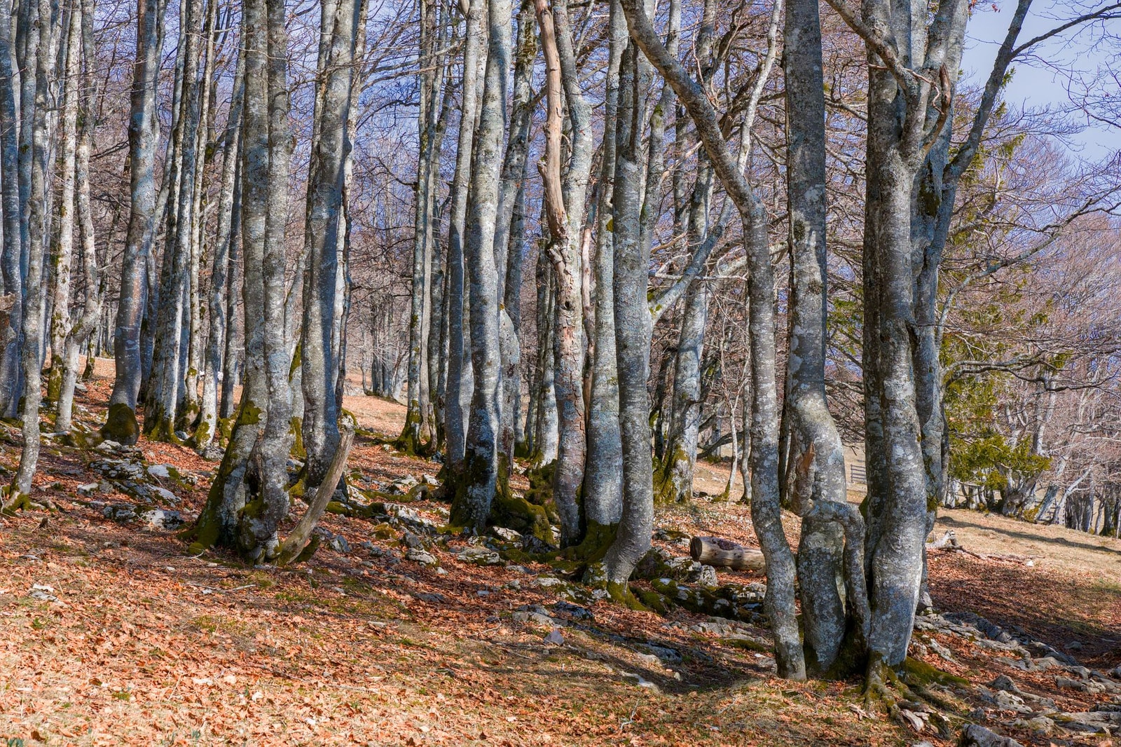 American beech trees with smooth, pale silvery-gray trunks in a forest