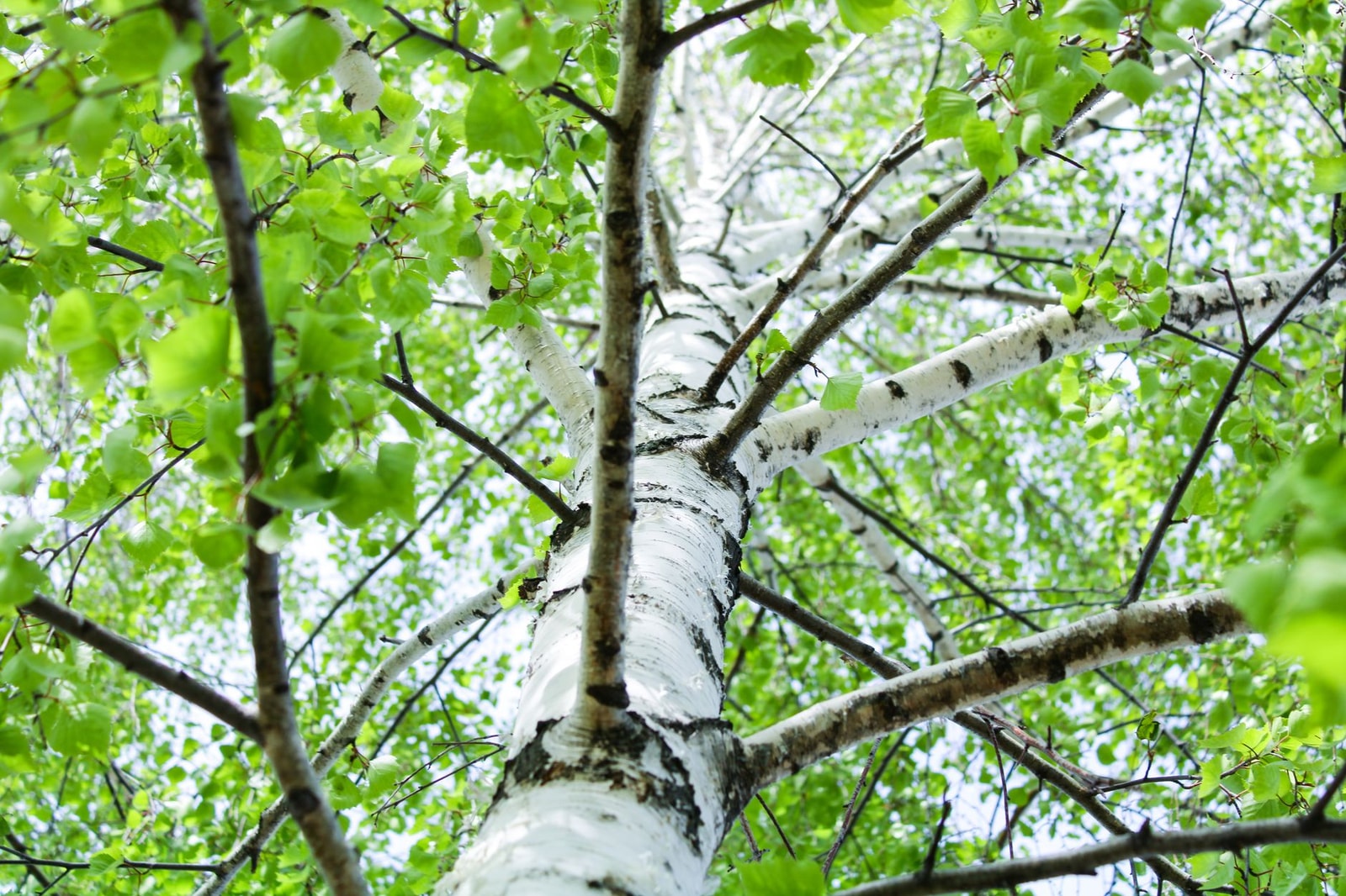 European white birch with smooth white bark and green spring leaves