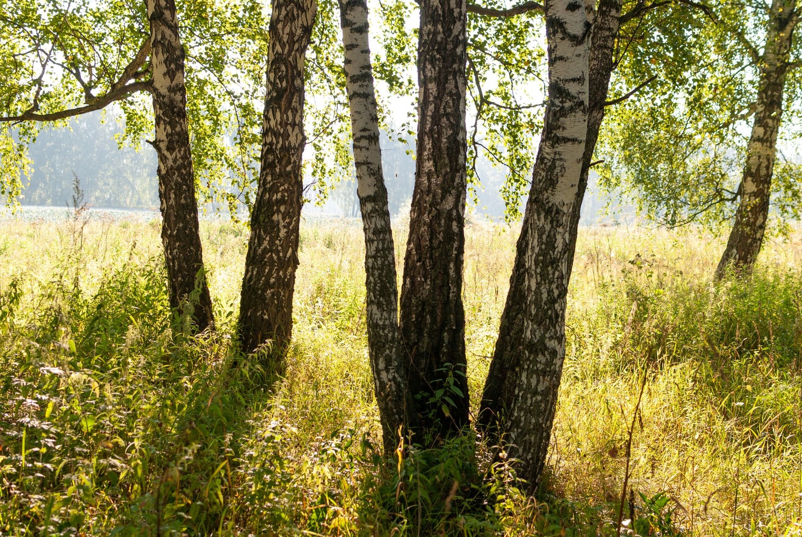 Gray birch trees with chalky white bark in a sunlit meadow