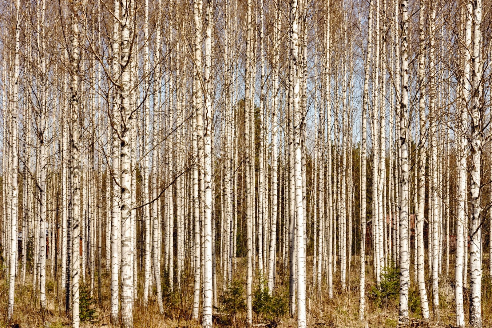 Himalayan birch with tall, near-pure-white trunks against a clear sky