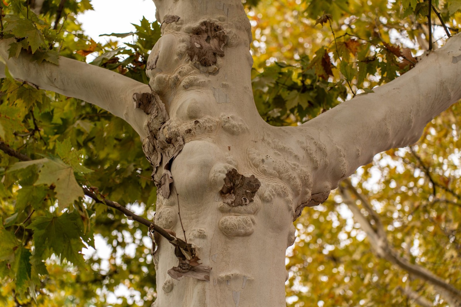London planetree with mottled cream, olive, and white patchwork bark