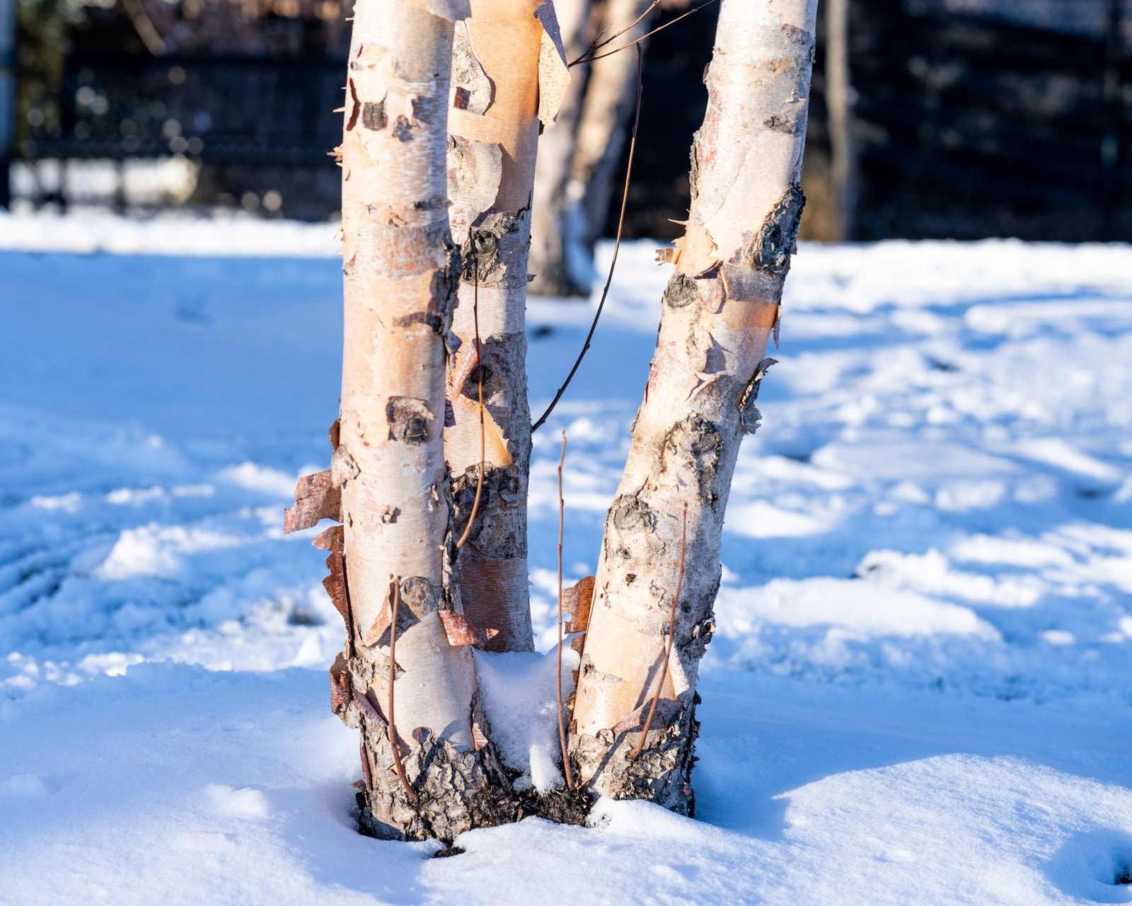 Paper birch trunk with peeling white bark in a snowy landscape