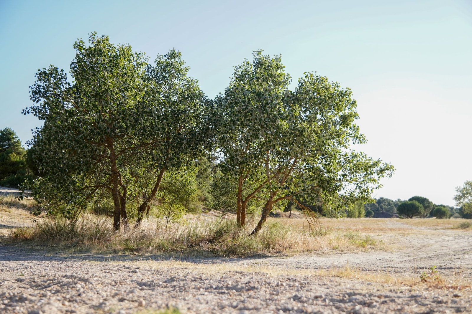 White poplar (Populus alba) trees with pale bark in an open field