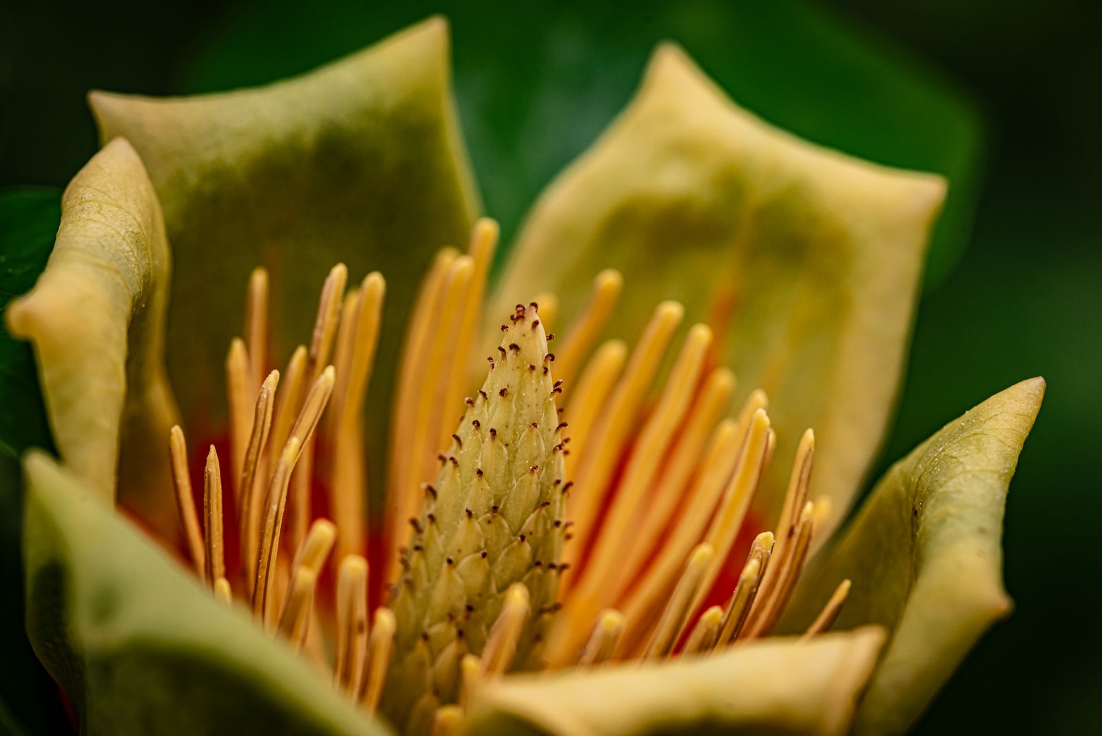 Close-up of a tulip poplar flower with orange and green markings