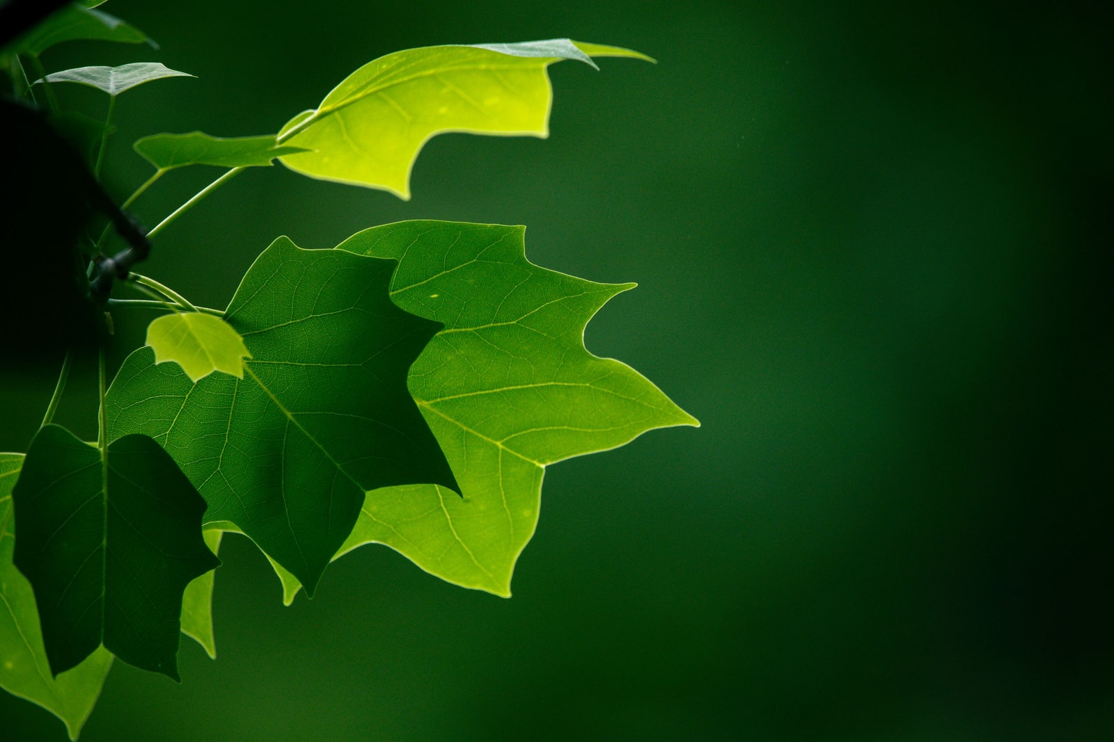 Bright green tulip poplar leaves against a dark background